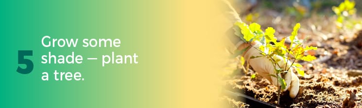 Grow some shade - plant a tree