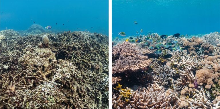 Ocean waste